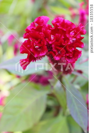 Kaito特寫鏡頭 18335558