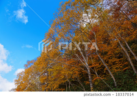 Autumn leaves of Terewada Hachimantai National Park Autumn leaves of Terewada Hachimantai National Park 18337014