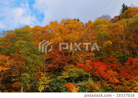 Autumn leaves of Terewada Hachimantai National Park Autumn leaves of Terewada Hachimantai National Park 18337016