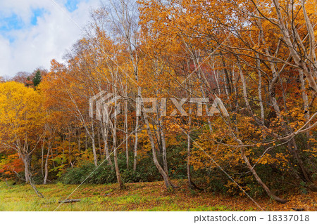 Terewada Hachimantai國家公園秋葉 18337018