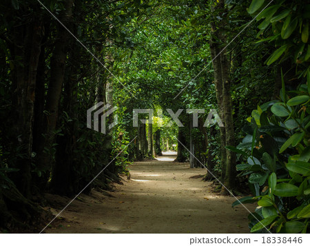 備瀨的福木樹 備瀨的福木樹 18338446