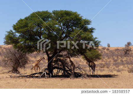 Giraffa camelopardalis in african bush 18338557
