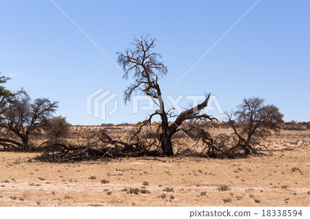 kgalagadi transfontier park kgalagadi transfontier park 18338594