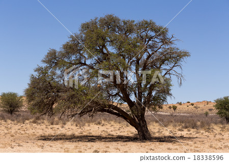 kgalagadi transfontier park kgalagadi transfontier park 18338596