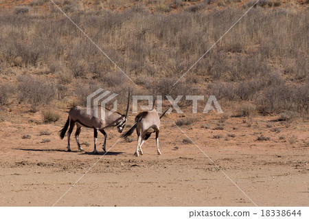 Gemsbok, Oryx gazella 18338644