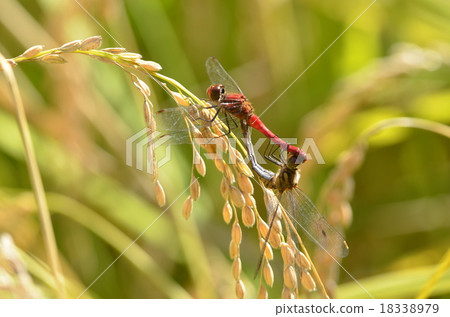 Rice and Natsuakane 18338979