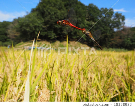 金谷戶田和Natsukane 18338983