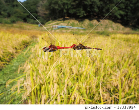 秋天場面 -  Natsukane 18338984