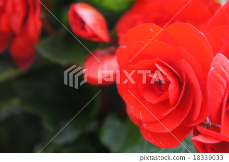 Begonia 18339033