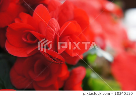 Begonia 18340150