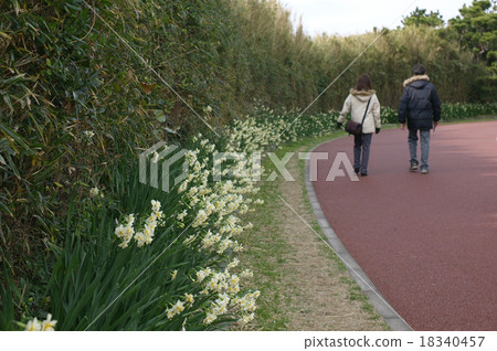 Narcissus road of Jokeshima Park (Miura city, Kanagawa prefecture) Narcissus road of Jokeshima Park (Miura city, Kanagawa prefecture) 18340457