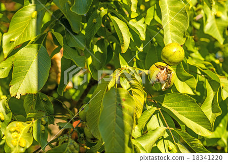 walnut on tree 18341220