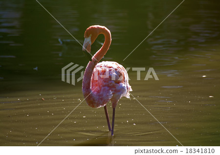 Pink flamingo in the oasis 18341810