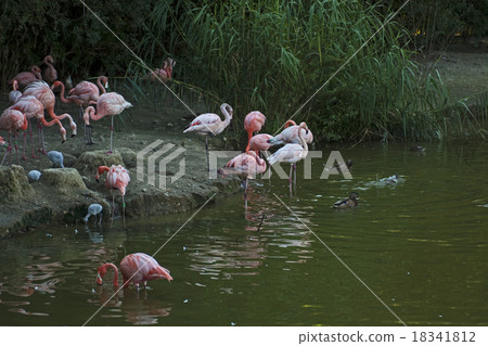 Pink flamingo in the oasis 18341812