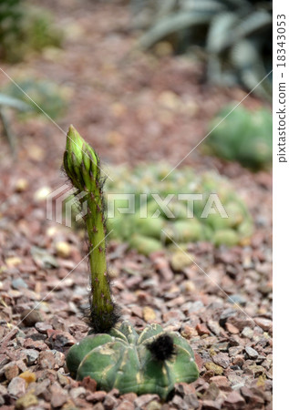 Budding Gymnocalycium cactus flower 18343053