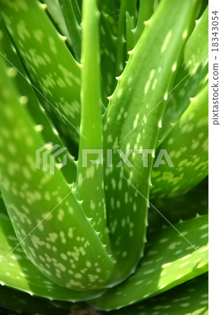 Green aloe vera in the garden 18343054