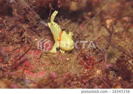 Iro frog anko 18343156