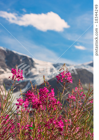Swiss Apls with wild pink flowers Swiss Apls with wild pink flowers 18344249