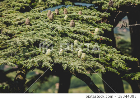 Young shoots of pine trees in the spring forest 18344395