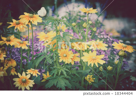 Beautiful flowerbed with yellow Rudbeckia flowers Beautiful flowerbed with yellow Rudbeckia flowers 18344404