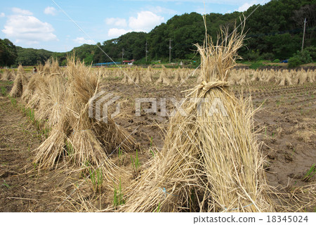 Season of Harvest Season of Harvest 18345024