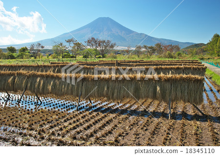 收穫季節 18345110