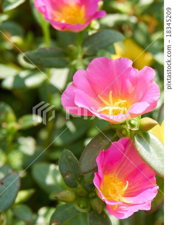 Portulaca oleracea bloom in morning 18345209