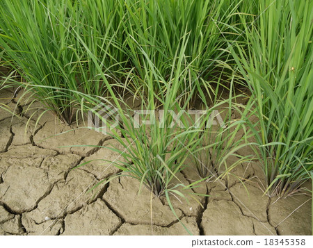 Dead soil and rice 18345358
