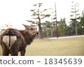 Deer ass in Nara Park Heart 18345639
