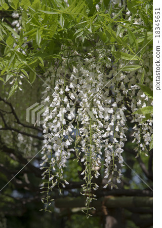 Shirobana-fuji Shirobana-fuji 18345651