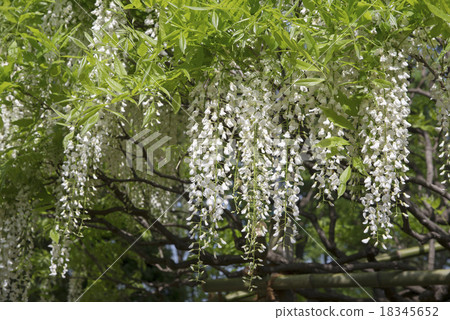 Shirobana-fuji 18345652