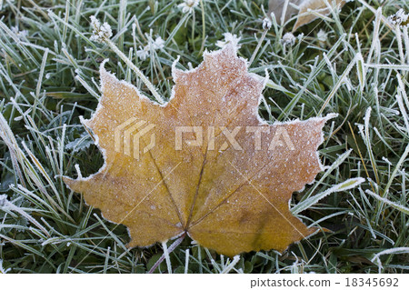 trees   in  autumn   18345692