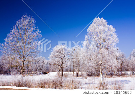 trees in winter trees in winter 18345693