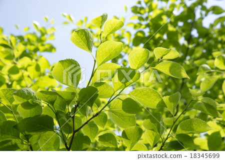 Aohada Aohada 18345699