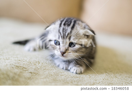 Gray kitten of breed Scottish Fold  18346058