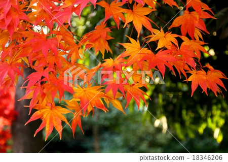 Weeping foliage maple maple Weeping foliage maple maple 18346206