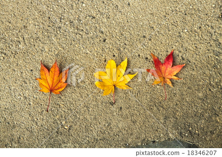 Autumn leaves maple with three sheets arranged 18346207