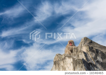 Monkey and sky 18346465