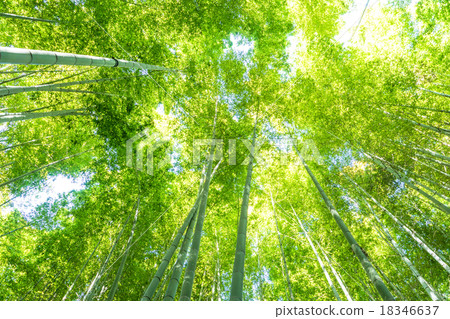 竹林的沉默 竹林的沉默 18346637