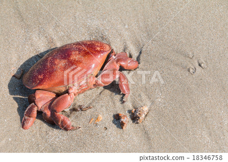 Death red crab on sand beach. Death red crab on sand beach. 18346758