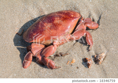 Death red crab on sand beach. Death red crab on sand beach. 18346759