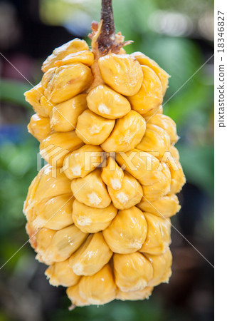 Group of fresh chempedak arils 18346827