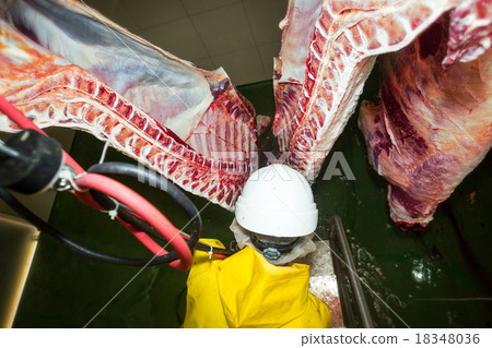 First Person View Of A Cattle Brisket Opening Saw 18348036