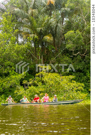Dense Jungle Vegetation 18348044