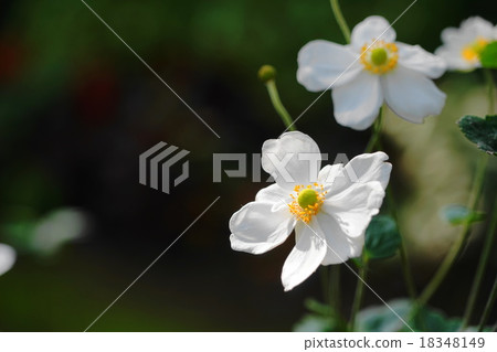 October Flower Shuoyigiku and Buttercup family 67 18348149