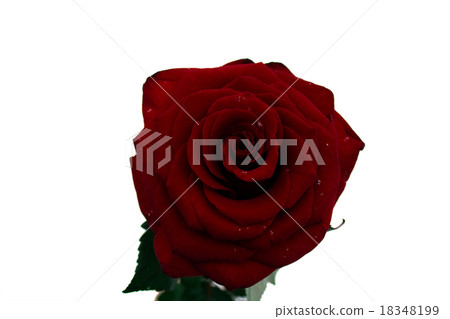 Burgundy rose Burgundy rose 18348199