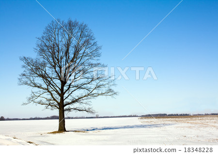 tree   in winter 18348228