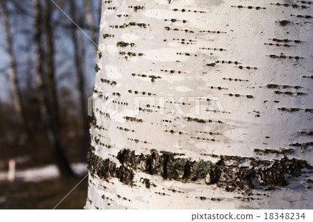 birch bark 18348234