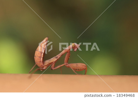 I came across a living creature insect Hararubimakamakiri, Ishigakijima. It is quite reddish color. 18349468