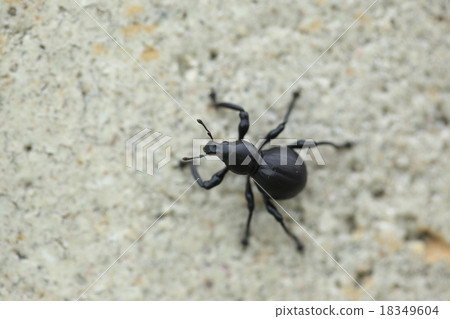 Creatures insects Clark weevils, black beige weevils. I heard that it is very hard as its name says 18349604